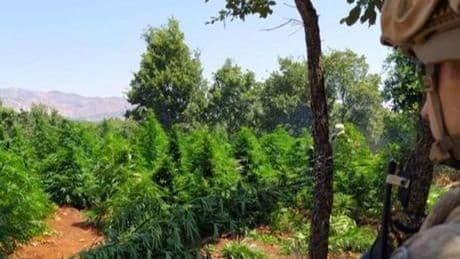 Diyarbakır'da 12 milyon 389 bin kök kenevir ve skunk ele geçirildi