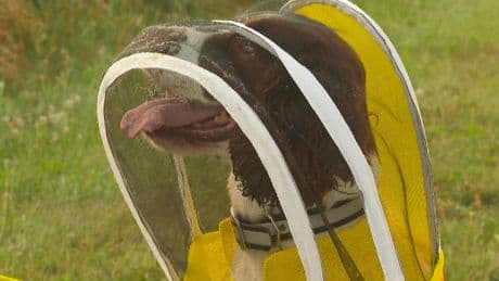 Former K-9 Maple is busy as a bee sniffing out threats to Michigan State University colonies