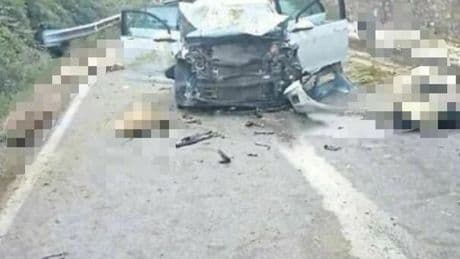L'auto si schianta contro un gregge, 20 pecore morte: orrore vicino Latina. Conducente 37enne grave