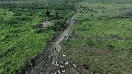 Brazilian state's deforestation amnesty poses 'one of the greatest threats' to the Amazon