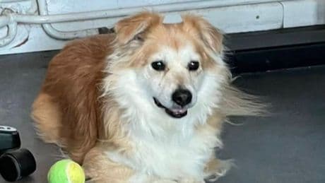 Braunschweig: Polizei findet Hund – an Baum angeleint und allein