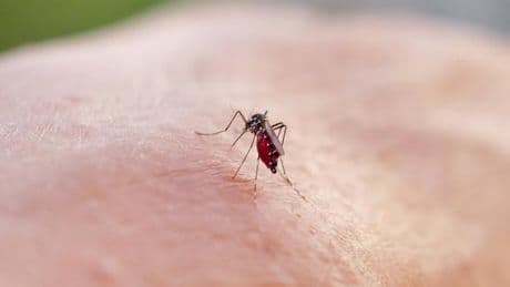 Plus de 300 cas de chikungunya en métropole depuis cet été, un niveau sans précédent
