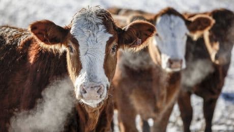 Farmers pleased but anxious after Alberta pauses new on-farm slaughter sale limits
