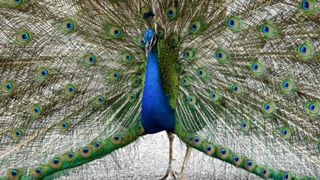 Jongeren onthoofden baby-pauw op kinderboerderij Maarssenbroek: ’Dit is absurd’