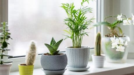 UK households issued urgent warning over house-plants facing certain direction
