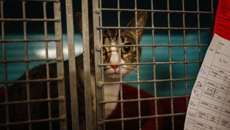 La SPA affirme avoir recueilli 14% d’animaux de plus cet été que l’an dernier
