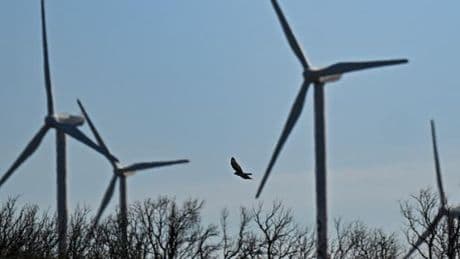 Deux décisions de justice d’ampleur inédite sanctionnent des atteintes aux espèces protégées dans des parcs éoliens