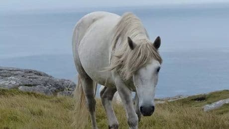 The beautiful Scottish island you 'must visit' where ponies roam freely