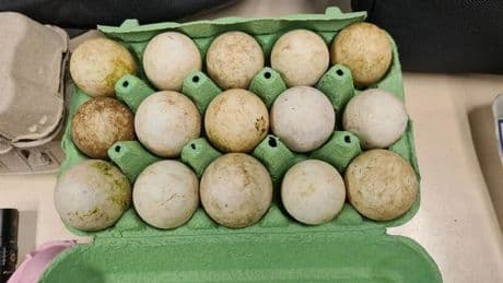 Drie Duitsers opgepakt met tientallen bijna uitgebroede eieren in handbagage