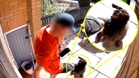 Shock moment Royal Mail postman KICKS tiny puppy Bella after it bounded over at owner’s door