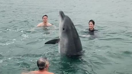 Fears grow for dolphin who joined family's swim off UK coast and asked for cuddles