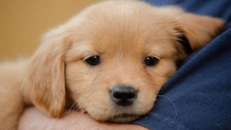 Dogs can sense 'whether you love them' with signal you don't even know you're giving