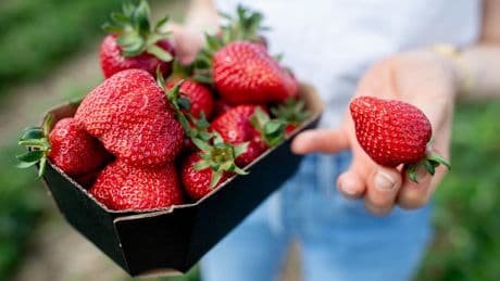 Supermarkt, Stände oder auf dem Feld - Wo bekomme ich die leckersten Erdbeeren?