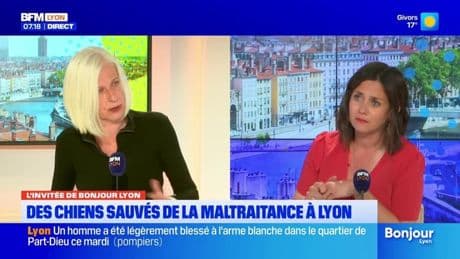 "De pire en pire": à Lyon, une augmentation de la maltraitance animale