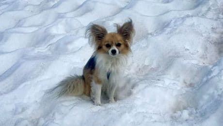 Schweiz: Wanderer stürzt in Gletscherspalte – sein Chihuahua rettet ihm das Leben