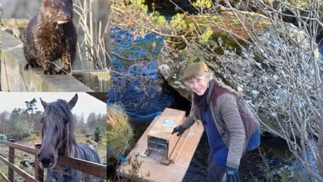 Pony patrol - inside Scotland’s record-breaking war to crush invasive mink