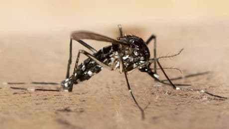Chikungunya-Virus breitet sich in China rasch aus – WHO alarmiert
