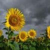 Wetter: Wechselhafte Aussichten zum Ende der Woche