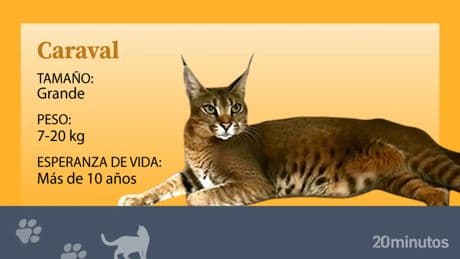 El caraval, el felino híbrido que surge del cruce de un caracal macho y una hembra de serval