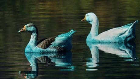 2000 Liter Chemie im See - Enten und Gänse sind nach Unfall blau