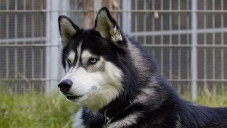 Tierheim Wolfsburg: Sensibler Husky Rocky sucht Zuhause – Vermittlung