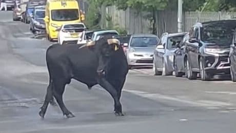 Bull on the loose charging down streets in Small Heath, Birmingham