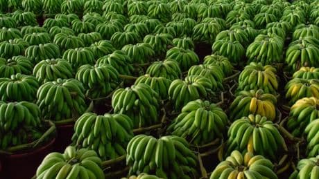 The Bananas We Eat Every Day Might Be Going Extinct — A Biologist Highlights An Impending Disaster