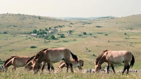 Dans les Cévennes, l’asile en péril du cheval sauvage de Mongolie