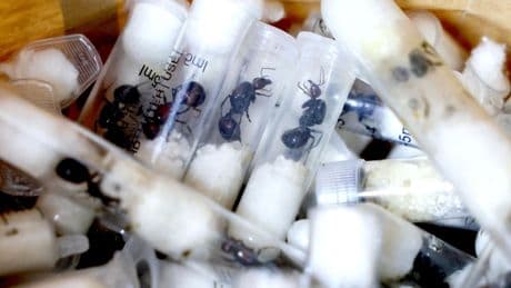 'Ant gang' sentenced for smuggling thousands of live insects