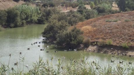 Controles diarios y al menos tres aves muertas para cerrar parques, el protocolo andaluz contra la gripe aviar