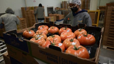 La tormenta sobre el tomate mexicano: un arancel del 17%, precios mínimos de exportación y señalamientos de ‘dumping’ de EE UU