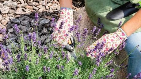Gardening expert names 'perfect' time to prune lavender so it blooms brilliantly
