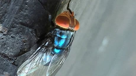The US plans to open a fly factory in Texas as part of its fight against a flesh-eating parasite