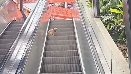 Rauf und runter  - Kleiner Hund verliebt sich in große Rolltreppe