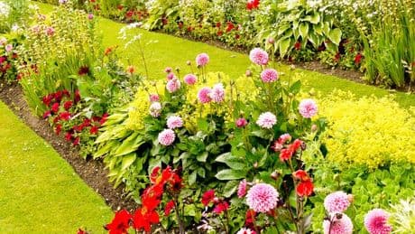 Only those with eyes of a hawk can spot hummingbird among plants in 10 seconds