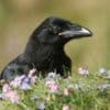 New powers to shoot ravens after livestock attacks