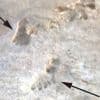 'Incredible' ancient footprints discovery could rewrite human history