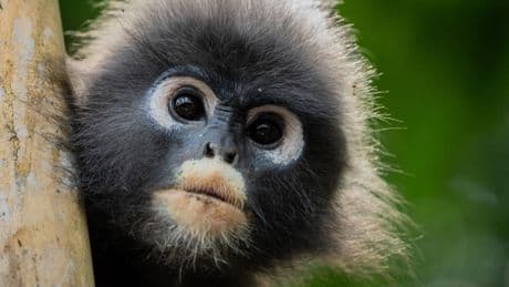 Nat Geo’s ‘Underdogs’ Turns Weird Wildlife Into Must-See TV