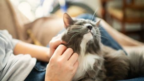 My cat is a better husband than the man I married