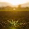 Wochenlang kaum Niederschlag: Trockenheit: Wie gravierend sind die Folgen für Natur?