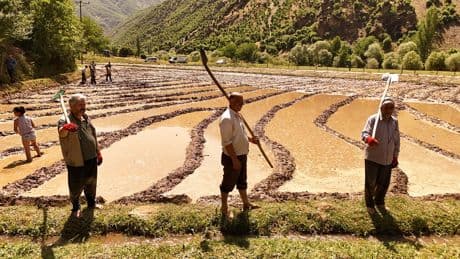Bitlis'te asırlık çeltik geleneği sürüyor