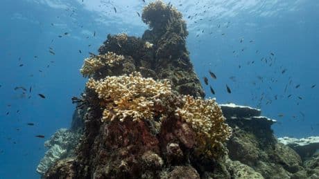 Australie : la Grande Barrière de corail confrontée à un blanchissement d’ampleur inédite