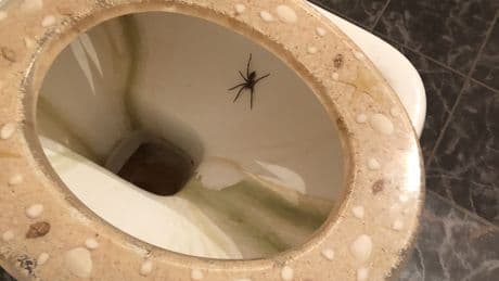 Krabbeltier-Alarm: Warum Sie Spinnen nie im Klo herunterspülen sollten