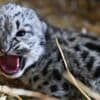 Endangered snow leopard born at animal sanctuary