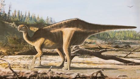 New dinosaur species discovered with ‘eye-catching sail’ along its back