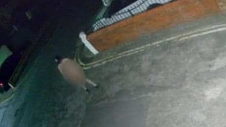 Watch: ‘Concerning’ video of masked naked man walking street at night investigated by police
