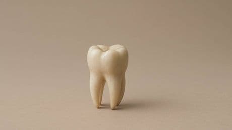 Descubren un nuevo tratamiento para regenerar los dientes perdidos en adultos