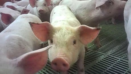 Supermarkets suspend supplies from pig farm after animal cruelty reports