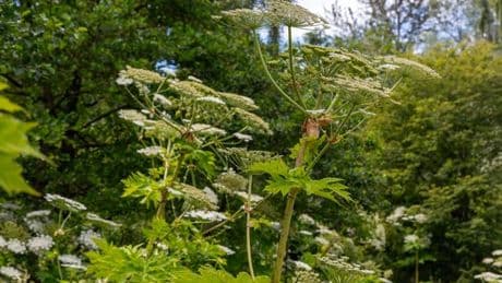 Public warned about the dangers posed by toxic Giant Hogweed plants