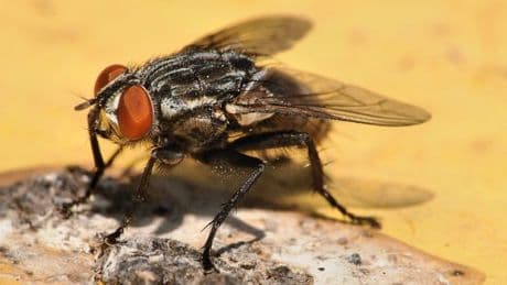 Houseflies will flee from homes and not come back if you do a 10-second task
